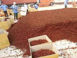 ขายดี โป๊ยกั๊กเวียดนาม แห้งธรรมชาติ โป๊ยกั๊กทั้งลูก โรงงานผลิต ส่งออก ขายส่ง เครื่องเทศ - Product Image 4