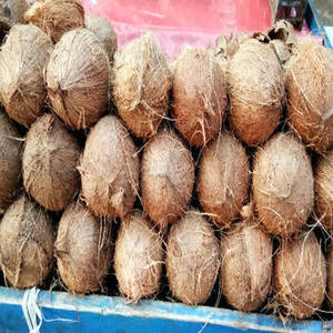 Noix de coco blanche sèche entière de qualité supérieure indienne, copra mûre, procédé FD, séchée naturellement, qualité export, approvisionnement en vrac, vente en gros - Product Image 5