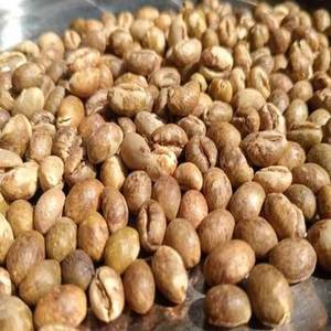 Nueva Temporada de Granos de Café Tostados de la India, 100% Puro, Selección Premium de Arábica y Robusta para Tostadores Comerciales, Café de Especialidad - Product Image 2