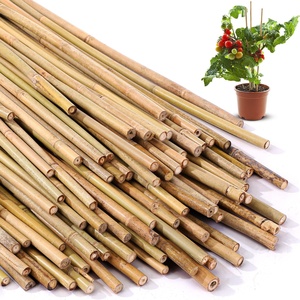 Vietnam supplier eco-friendly materials for <b>gardening</b> natural bamboo pole sticks raw <b>cane</b> poles - Product Image 4