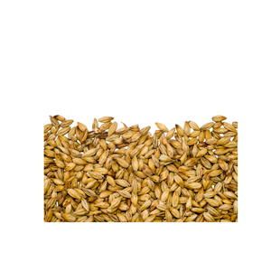 Semillas y Granos de Cebada Seca al por Mayor, 100% Pura y Natural, Cebada Malteada a Granel para Agricultura y Alimentación Animal, Origen India - Product Image 1