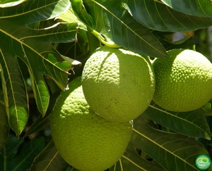Farine de fruit du pain 100 % pure et naturelle de qualité supérieure par Viet Delta, durée de conservation de 24 mois, pour la pâtisserie sans gluten et la préparation d'aliments sains - Product Image 3
