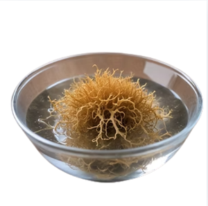 Meilleur Prix Premium Algues Marines Eucheuma Cottonii Violettes Séchées au Soleil Produit Agricole Vietnamien Vrac Sac de 1kg Offre Fabricant - Product Image 2