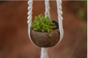 Maceta Colgante de Cáscara de Coco con Cuerda de Macramé, Tema de Frutas, Maceta para Plantas Suculentas, Decoración del Hogar, Decoración Interior y Exterior - Product Image 4