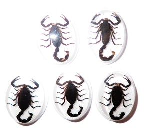 Scorpion noir, spécimen réel, cabochon en plastique ovale 31x41 mm sur fond plat blanc pour l'artisanat et la fabrication de bijoux - Product Image 5