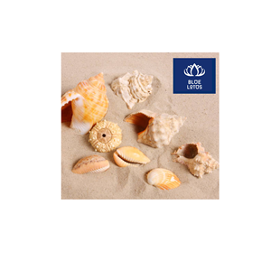 CUSTOMER APPROVED Safe Clean Eco Seashell <b>Fan</b> Pure Plant Item Best For Wedding Favor And <b>Wall</b> Hanging Wholesale - Product Image 1