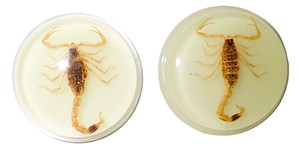 Golden Scorpion Real Specimen Plastic Cabochon Round 38.5x38.5 mm Glow Flat Bottom for Crafts and Jewelry Making - Product Image 6