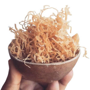 Meilleur prix d'usine pour la poudre d'algues Eucheuma Cottonii séchées au soleil, algues brutes en vrac, export du Vietnam, offre de gros en fût - Product Image 5