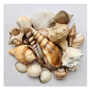 เปลือกหอยคุณภาพสูงสำหรับการส่งออกและการจัดหาแบบขายส่ง - Product Image 1