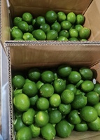 Citron vert bio sans pépins fraîchement vendu en gros au Viet Nam avec goût aigre HP 0084 917 476 477