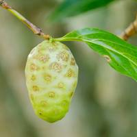Industriële leverancier van Noni-olie oplosbaar extract, natuurlijk botanisch ingrediënt voor kruidenproducten