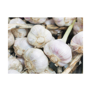 Ail blanc pur biologique de haute qualité 6P, nouvelle récolte, ail frais fermenté, vente en gros, approvisionnement unique en gros - Product Image 6
