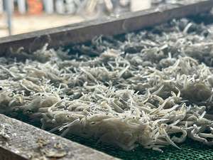 [VENTA CALIENTE] BLUE LOTUS FARM Anchoas Secas Gem Le Bajas en Carbohidratos para Sopas, Caldos, Fideos y Platos de Arroz Binh Thuan Vietnam - Product Image 2
