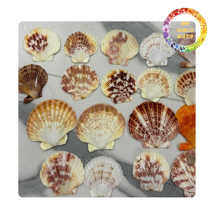 Coquilles Saint-Jacques pour l'artisanat décoratif côtier, la fabrication de bijoux faits main et les fournitures de cadeaux - Product Image 5