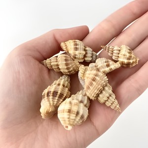 Perles en coquillages marins, coquillages en spirale, coquillages de mer à bon prix, vente en gros de coquillages, différents types de coquillages - Product Image 3
