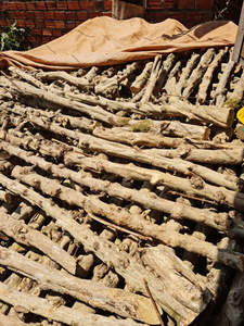 Producto para mascotas de alta calidad de Vietnam: palos para masticar de madera de café de última hora para el cuidado dental, relajarse, jugar-BLUE LOTUS - Product Image 6