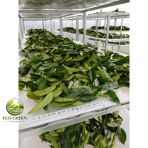 ใบชบาแห้งธรรมชาติ ชาสมุนไพร อันโนน่า มูริคาตา ชาใบหลวมออร์แกนิก ขายส่งจำนวนมาก ส่งออก - Product Image 1