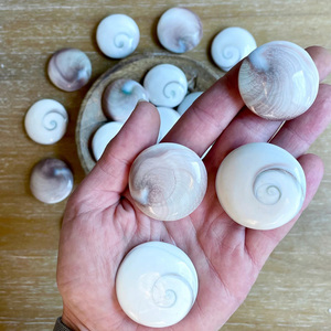 Coquille d'Opercule de Turbo Cornutus Naturelle et Pure à Base de Plantes en Vente - Product Image 1