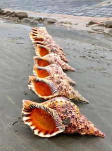 เปลือกหอยทริทอนขัดเงาธรรมชาติขนาดใหญ่ รุ่น Charonia Tritonis เป็นมิตรกับสิ่งแวดล้อม เหมาะสำหรับตกแต่งบ้าน งานฝีมือธีมสัตว์ - Product Image 2