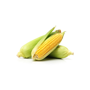VENTA DE MAÍZ AMARILLO Y MAÍZ BLANCO DE Cosecha Reciente PARA HUMANO Y ANIMAL. - Product Image 2