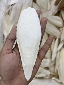 Hueso de Sepia Seco a Granel, Fuente de Calcio Natural para Aves, Alimento para Mascotas, Proveedor de Vietnam - Product Image 5