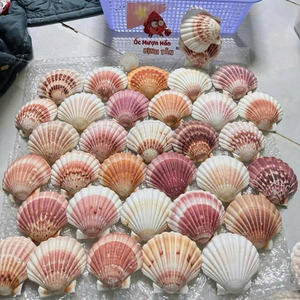 Conchas de Vieira Naturales al por Mayor para Decoración del Hogar, Suministros para Manualidades Náuticas, Conchas de Vieira Blancas Grandes, Decoración para Fiestas Temáticas del Océano, Venta al por Mayor - Product Image 6