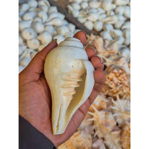 เปลือกหอยเชิงค์แบบเป่าลมโบราณ งานฝีมือสำหรับพิธีกรรมทางศาสนา ใช้ในวัด สำหรับการส่งออกขายส่ง - Product Image 1