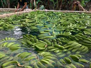 กล้วยสดจากเวียดนามผลไม้ธรรมชาติพรีเมี่ยมเหมาะสำหรับการค้าปลีกและขายส่ง - Product Image 2