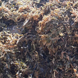 Algues Sargassum Premium, ingrédient naturel pour l'alimentation animale, 30% d'humidité max, durée de conservation de 12 mois pour poissons et bétail, Vietnam - Product Image 3