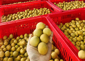 Longan Congelado de Vietnam, el Más Vendido, Dulce y Fresco 2026 - Product Image 2