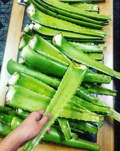 Organic Aloe Vera Leaf Extract for Beverage or Skincare and Natural Herbal Cosmetic Formulations - Product Image 3