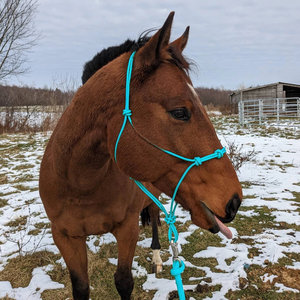 Hot Selling Western Rope Horse <b>Halter</b> with Hardware Fittings Durable Ranch Riding Tack - Product Image 3