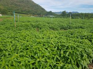 Moq 5 mT คุณภาพสูง1% andrographolide kmp ปลูกในประเทศไทยแอนดรอย paniculata สารสกัดจากสมุนไพรผงปลูกป่า - Product Image 2