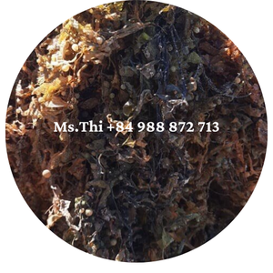 HOT 2024 POUDRE D'ALGUES SARGASSUM SÉCHÉES DE HAUTE QUALITÉ OU UTILISATION DE MATIÈRES PREMIÈRES POUR L'ALIMENTATION DES ANIMAUX - Product Image 3