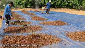 Poudre d'extrait de curcuma de haute qualité 80% Curcuminoid emballage de tambour cultivé sauvage KMP vente d'extrait de plantes Thaïlande - Product Image 3