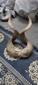 Authentic Eco-Friendly Curved Ram Horn Display Piece for Home Office Kitchen Use - Product Image 3