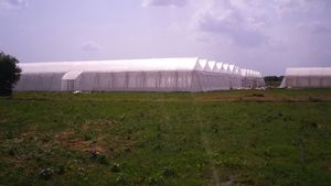 White Polyethylene Greenhouse Cover for Agricultural Use with Cutting Service - Product Image 6