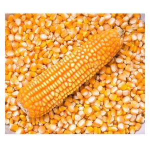 Maíz Amarillo de Grado Alimenticio para Animales, Maíz de Alta Energía para Aves de Corral, Ganado, Suministro al por Mayor, Exportación de Maíz a Granel - Product Image 1