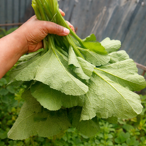 Hojas de Calabaza Congeladas Naturales Puras, Vegetal Verde a Base de Plantas, Alimento de Etiqueta Limpia para Exportación/ Sra. Alina - Product Image 4