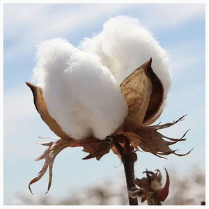 Vente de coton brut 100% de qualité supérieure et de coton biologique 100% à prix avantageux pour la vente en gros - Product Image 3