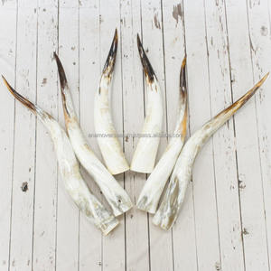 Cuernos largos de animales al por mayor para decoración occidental y reventa de tiendas de regalos - Product Image 2