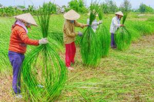 Juego de cestas de pared de algas marinas sofisticadas de 3 piezas para decoración del hogar Eleve su espacio con un nuevo aspecto - Product Image 6