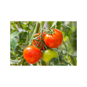 Tomates Frescos Naturales a Precio Económico en Stock - Product Image 6