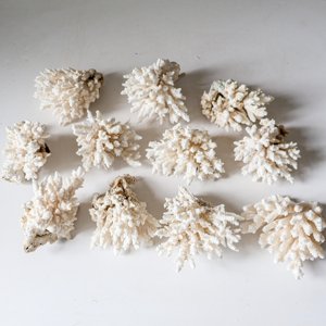 Décor d'aquarium, coquillages marins blancs pour décoration nautique et artisanat, coquillages de plage naturels, propres et secs. - Product Image 3