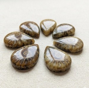 Amonites Cabujón Fósiles, Gemas Naturales de Concha, Piedras Sueltas de Tamaños y Formas Variadas para la Fabricación de Joyas - Product Image 2