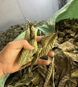 Hoja de Guayaba Seca Natural, Cosechada en Vietnam, Apta para Infusiones Concentradas y Aplicaciones Culinarias Distintivas - Product Image 1