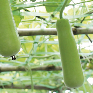 Courge biologique nouvelle récolte, courge longue verte pour les acheteurs en gros, les fournisseurs d'épicerie et les cuisines (vente en vrac) - Product Image 2