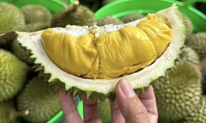เนื้อทุเรียนเวียดนามแช่แข็งพรีเมียมส่งออกจำนวนมาก - Product Image 4