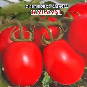Graines de tomates cerises hybrides Iris Kalyani <span class=keywords><strong>F1</strong></span>, récolte précoce, résistance TYLCV, tomates fraîches de forme ovale - Product Image 2