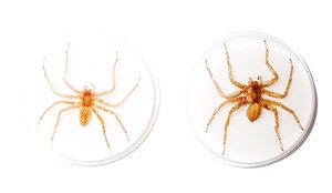 Araña Fantasma, Espécimen Real, Cabujón de Plástico Redondo de 38.5x38.5 mm, Base Plana Blanca para Manualidades y Joyería - Product Image 3